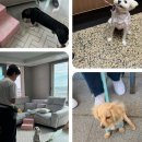 스타 반려견 교육센터 이미지