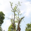 대추나무 이미지