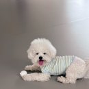 쁘띠멍멍 | 송내역 애견카페 즐겁개 키즈동반 가능한곳 후기