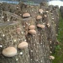 이종범농장 이미지