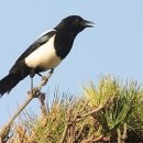 까치소리 이미지