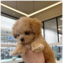 개린이집 강아지분양 고양이분양 전주본점 이미지