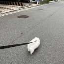 츄블리 펫 살롱 이미지