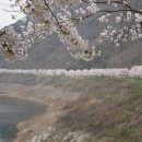 자양벚꽃100리길 이미지