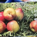 자두랑 호두랑 | 어르신 간식 추천 선물 내돈내산 후기 군위 자두빵