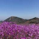 산사모 산악회 2021년4월25일(일) 대구 비슬산(1083m) 번개산행 이미지