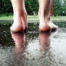 페트리코 이미지