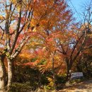 하연 선생 묘 | 시흥, 부천 숨은 단풍 명소 공개, 이번 주 안 가면 일 년 동안 후회합니다.