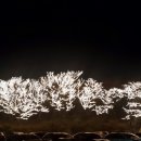 호텔나무 이미지