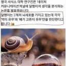 마들렌주