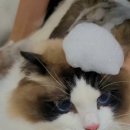 강남 고양이 호텔 미용 츄캣 | 강남고양이미용 맞춤 미용과 프리미엄힐링스파 전문 고양이미용실 블랙스완