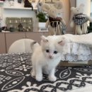 하이엔드 독 이미지