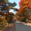 백양사진입로 이미지