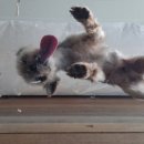 덕분이야모든개 이미지