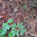 산삼고을 이미지