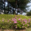 원당근린공원 이미지