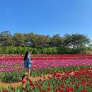 한창인 튤립 축제 🌷🌹 전국 튤립 명소 이미지