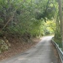 사지목 나무그늘 이미지