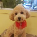 멜로멍스 이미지