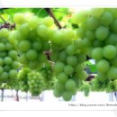 포도화장수 레시피(각질제거,미백,보습,수분공급)