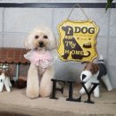 플라이플라잉 이미지