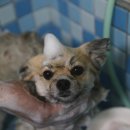 강남애견 | 강남애견미용 필스타 포메 미용 후기