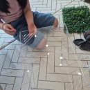 초록도마뱀 | 에버리움 크레스티드게코 도마뱀 아크릴 사육장 내돈내산 사용후기