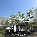 고파남 | 경주숙소 추천 모임, 가족 독채 별장 힐링하기좋은 forU힐링감성 숙소 후기