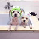 강아지 이발관 이미지