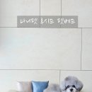 루시드펫 이미지