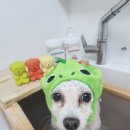 뚜뚜애견 네이버블로그