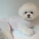 슈앤트리 이미지