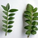 나무와나무 이미지