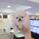 개키우는남자 강아지분양 대구본점 이미지