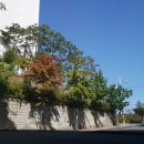 장터설렁탕 이미지