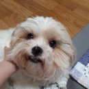 망고엄마 네이버블로그