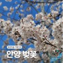 오아시스 | 안양 벚꽃명소 동편마을 카페거리 주차 카페 데일리오아시스 후기