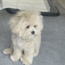 히어몽 이미지