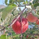 소망농장 | 아삭하고 달콤한 꿀사과! 문경 사과 &amp; 부사 5kg 10kg '하늘소망농원' 산지직송 후기 ㄷ ㄷ