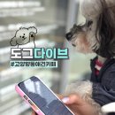 펫도그 애견스쿨 | 내돈내산 고양 향동 애견카페 : 도그다이브 고양향동점