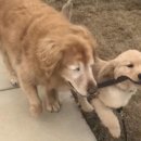 센텀동물메디컬센터 이미지