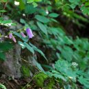 금강초롱 이미지