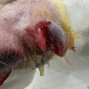 덕소동물병원 이미지