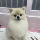 고은덴탈 | 강아지 키우는 비용은 얼마일까?/한달비용 정리편