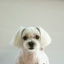 포비 펫 살롱 이미지