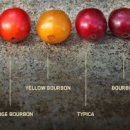 체리빈Coffee 이미지