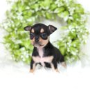 달래캐터리 | 광주반려동물 호텔 큰 망설임 없이 결정할 수 있었어요.