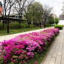 튤립 만발한 4월말의 서울숲 이미지