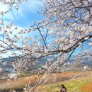 세븐일레븐 언양수남마을점 | 울산 벚꽃 명소 실시간 개화상황 - 궁거랑 차리마을 작천정