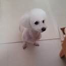 리버풀동물병원 이미지